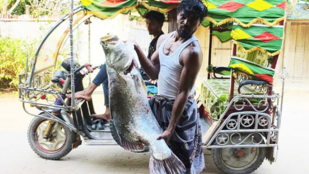 টেকনাফে জেলের জালে ধরা পড়ল ১৬ কেজির কোরাল, ১৩ হাজারে বিক্রি