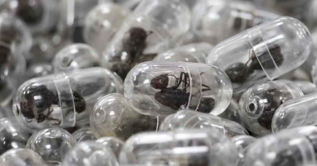 ২,২০০ জীবন্ত পিঁপড়া পাচার: কেনিয়ায় চীনা নাগরিকের কারাদণ্ড ও জরিমানা