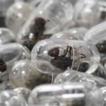 ২,২০০ জীবন্ত পিঁপড়া পাচার: কেনিয়ায় চীনা নাগরিকের কারাদণ্ড ও জরিমানা