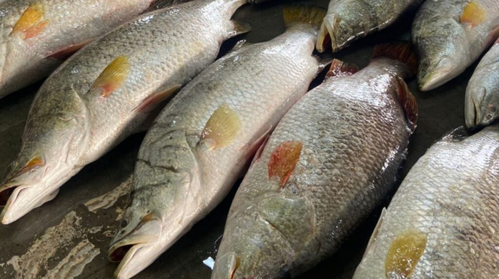 কুয়াকাটায় এক ট্রলারে ধরা পড়লো ৪০টি কোরাল, এক লাখ ৭১ হাজারে বিক্রি