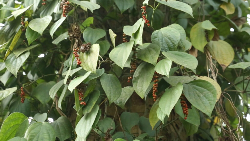 খাগড়াছড়িতে ‘কালো সোনা’ গোলমরিচ চাষে নতুন সম্ভাবনা, বদলে যেতে পারে পাহাড়ের অর্থনীতি