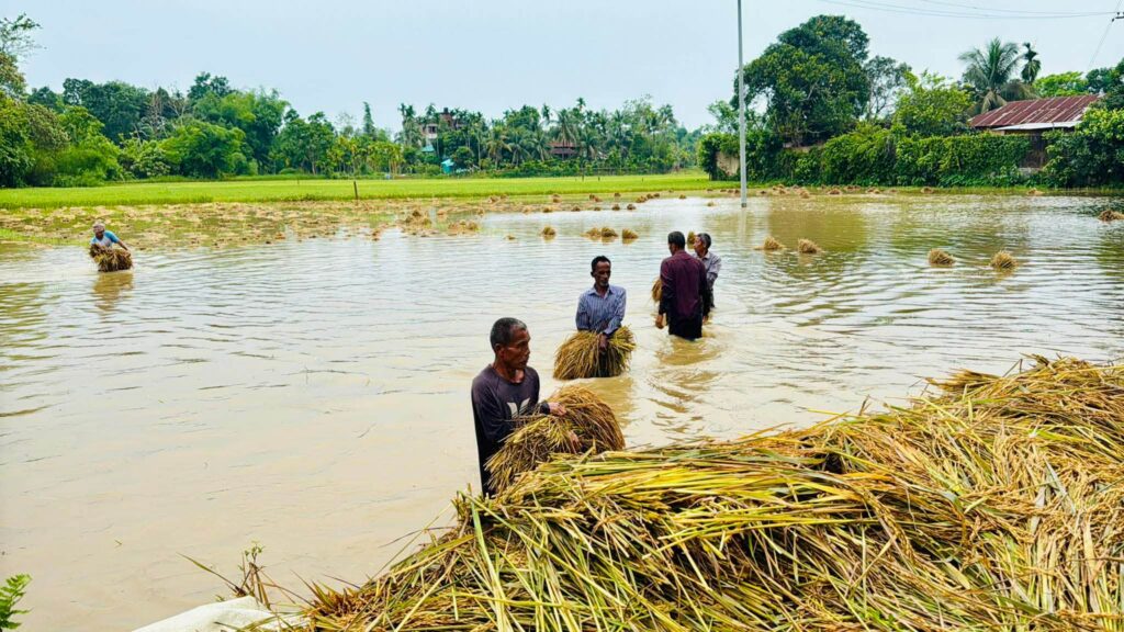 কালবৈশাখীর তাণ্ডবে খাগড়াছড়িতে ৮৩২ হেক্টর জমির ফসল ক্ষতিগ্রস্ত, চরম বিপাকে কৃষক