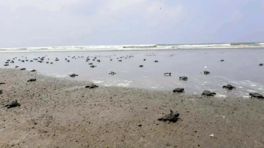 টেকনাফ উপকূলে সাগরে ছাড়া হলো ৩১৪ সামুদ্রিক কাছিমের বাচ্চা