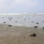 টেকনাফ উপকূলে সাগরে ছাড়া হলো ৩১৪ সামুদ্রিক কাছিমের বাচ্চা