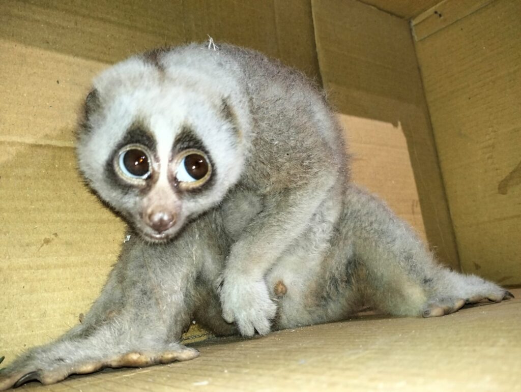 কাপ্তাইয়ে বিদ্যুতায়িত হয়ে আহত বিপন্ন লজ্জাবতী বানর উদ্ধার, পরে অবমুক্ত