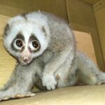 কাপ্তাইয়ে বিদ্যুতায়িত হয়ে আহত বিপন্ন লজ্জাবতী বানর উদ্ধার, পরে অবমুক্ত