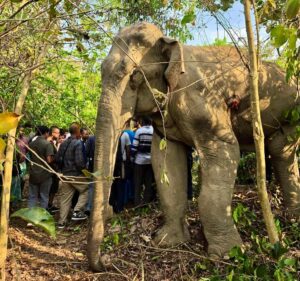 লংগদুতে ৬০ বছর বয়সী বন্য পুরুষ হাতির মৃত্যু, পাশে পাহারা দিচ্ছে সঙ্গী