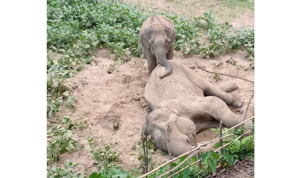 লংগদুতে ৬০ বছর বয়সী বন্য পুরুষ হাতির মৃত্যু, পাশে পাহারা দিচ্ছে সঙ্গী