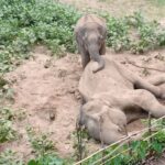 রাঙামাটির লংগদুতে মৃত বন্যহাতির অঙ্গ চুরি, তদন্তে নেমেছে বন বিভাগ