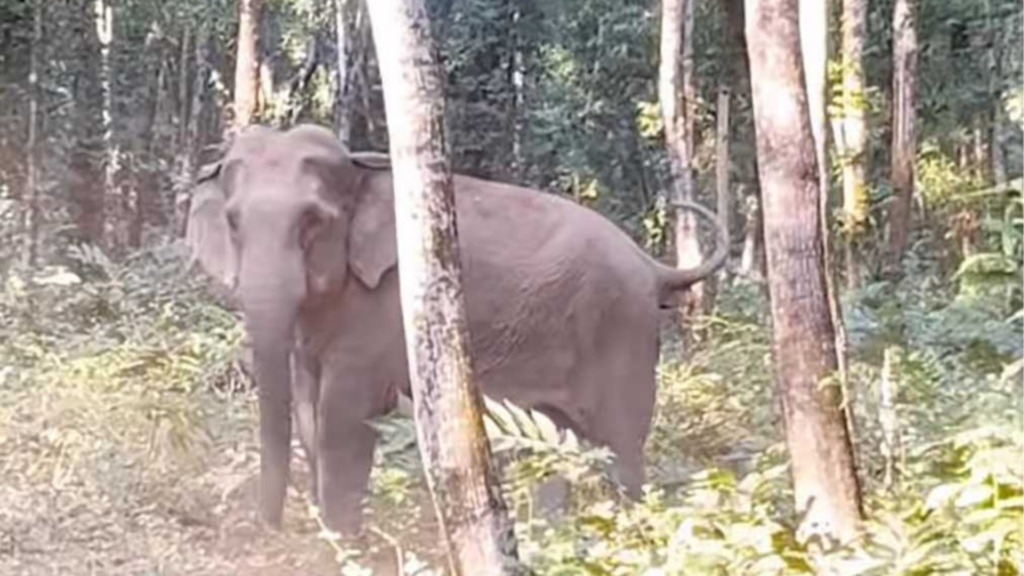 কাপ্তাইয়ে বন্য হাতির আক্রমণে প্রাণ গেল এক ব্যক্তির
