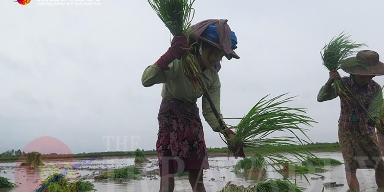 সার ও জ্বালানির দাম বাড়ায় মিয়ানমারে খাদ্য সংকট ভয়াবহ, চালের মূল্য আরও বাড়ার আশঙ্কা