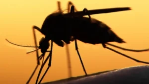 পাহাড় থেকে ম্যালেরিয়ায় আক্রান্ত হয়ে রোগী আসছে সমতলে