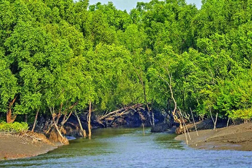 জীববৈচিত্র্য রক্ষায় ১ জুন থেকে ৩১ আগস্ট সুন্দরবনে প্রবেশে নিষেধাজ্ঞা