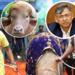 স্বরাষ্ট্রমন্ত্রীর হস্তক্ষেপে রক্ষা পেল ‘ডোনাল্ড ট্রাম্প’, ফিরল খামারে