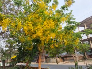 বৈশাখের খরতাপে পাহাড়ি পথে সোনার ঝর্ণা, মাটিরাঙ্গায় দৃষ্টিনন্দন সোনালুর সমারোহ
