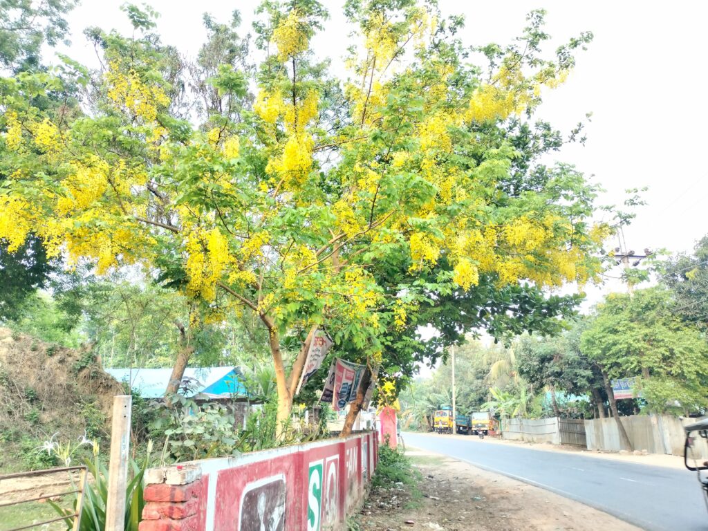 বৈশাখের খরতাপে পাহাড়ি পথে সোনার ঝর্ণা, মাটিরাঙ্গায় দৃষ্টিনন্দন সোনালুর সমারোহ