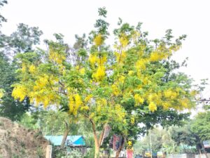 বৈশাখের খরতাপে পাহাড়ি পথে সোনার ঝর্ণা, মাটিরাঙ্গায় দৃষ্টিনন্দন সোনালুর সমারোহ