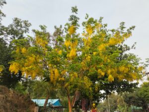 বৈশাখের খরতাপে পাহাড়ি পথে সোনার ঝর্ণা, মাটিরাঙ্গায় দৃষ্টিনন্দন সোনালুর সমারোহ