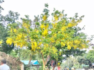 বৈশাখের খরতাপে পাহাড়ি পথে সোনার ঝর্ণা, মাটিরাঙ্গায় দৃষ্টিনন্দন সোনালুর সমারোহ