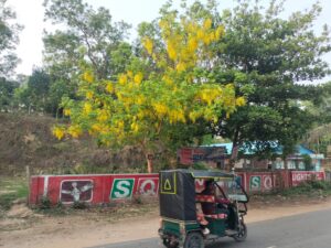 বৈশাখের খরতাপে পাহাড়ি পথে সোনার ঝর্ণা, মাটিরাঙ্গায় দৃষ্টিনন্দন সোনালুর সমারোহ