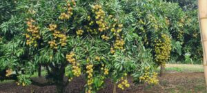 মাটিরাঙ্গার পাহাড়ি লিচুর কদর দেশজুড়ে