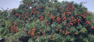 মাটিরাঙ্গার পাহাড়ি লিচুর কদর দেশজুড়ে