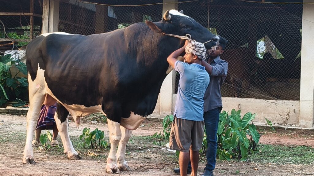 পাতিল ভরা আতপ চালের ভাত খায় মাটিরাঙ্গার ১১০০ কেজির ‘সম্রাট’, দাম ১২ লাখ!