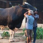 পাতিল ভরা আতপ চালের ভাত খায় মাটিরাঙ্গার ১১০০ কেজির ‘সম্রাট’, দাম ১২ লাখ!