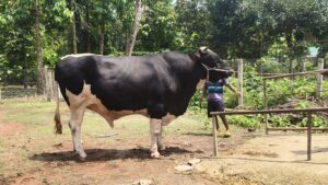 পাতিল ভরা আতপ চালের ভাত খায় মাটিরাঙ্গার ১১০০ কেজির ‘সম্রাট’, দাম ১২ লাখ!