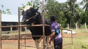 পাতিল ভরা আতপ চালের ভাত খায় মাটিরাঙ্গার ১১০০ কেজির ‘সম্রাট’, দাম ১২ লাখ!