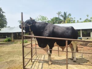 পাতিল ভরা আতপ চালের ভাত খায় মাটিরাঙ্গার ১১০০ কেজির ‘সম্রাট’, দাম ১২ লাখ!