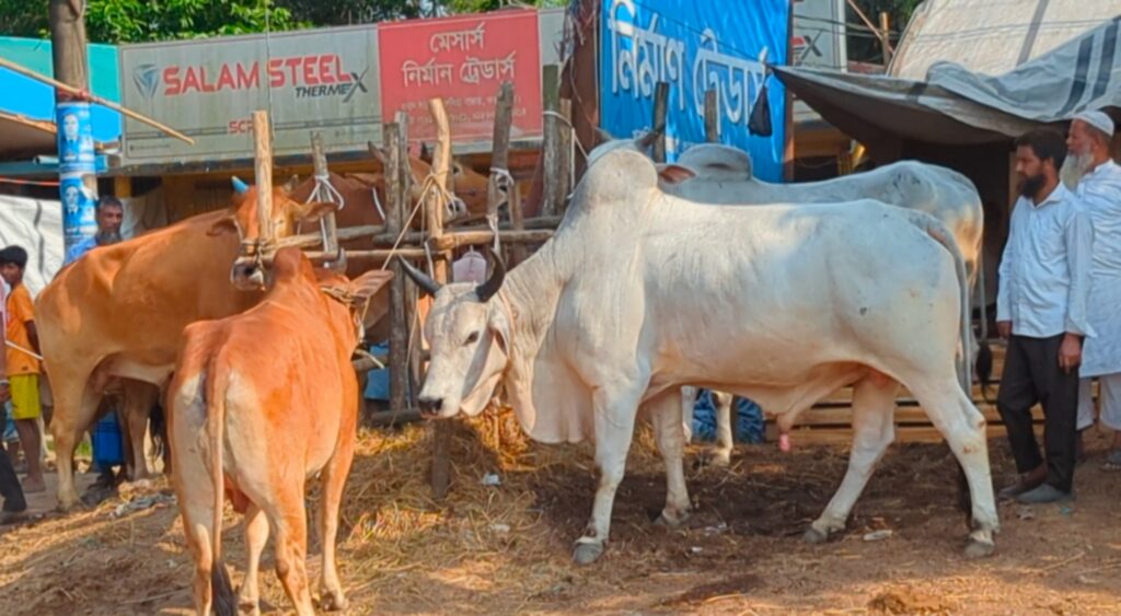 কক্সবাজারে চাহিদার চেয়ে উদ্বৃত্ত সাড়ে ২৪ হাজার পশু, চিন্তায় ফেলছে গো-খাদ্যের দাম