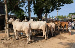 কক্সবাজারে চাহিদার চেয়ে উদ্বৃত্ত সাড়ে ২৪ হাজার পশু, চিন্তায় ফেলছে গো-খাদ্যের দাম