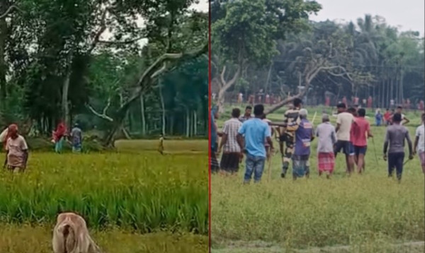 লালমনিরহাটের পাটগ্রাম সীমান্তে গরু চুরির চেষ্টা বিএসএফের, গ্রামবাসীর ধাওয়া