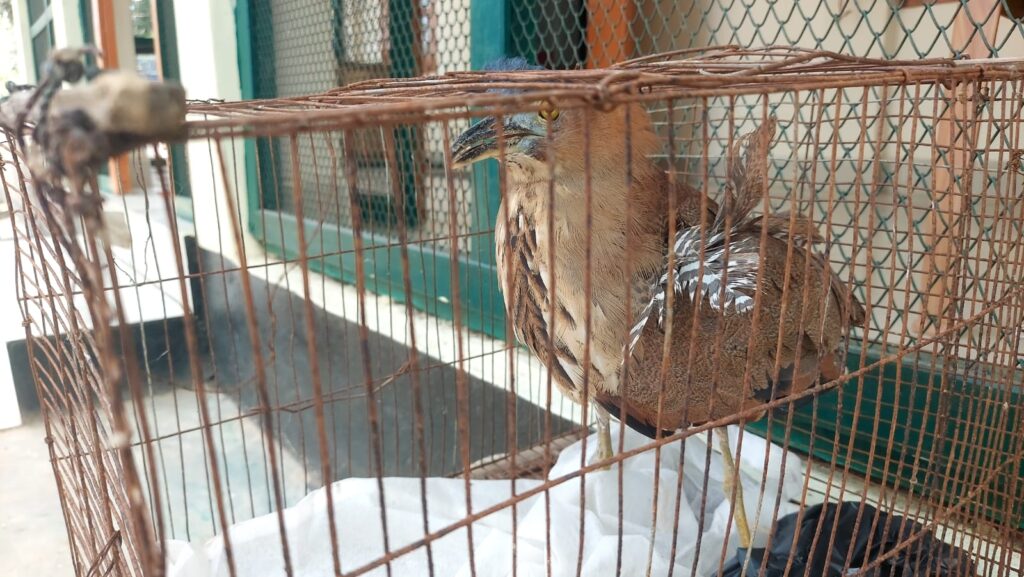 কাপ্তাইয়ে পাচারচক্রের কবল থেকে বিরল ‘মালায়ন নাইট হিরোন’ উদ্ধার