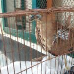কাপ্তাইয়ে পাচারচক্রের কবল থেকে বিরল ‘মালায়ন নাইট হিরোন’ উদ্ধার