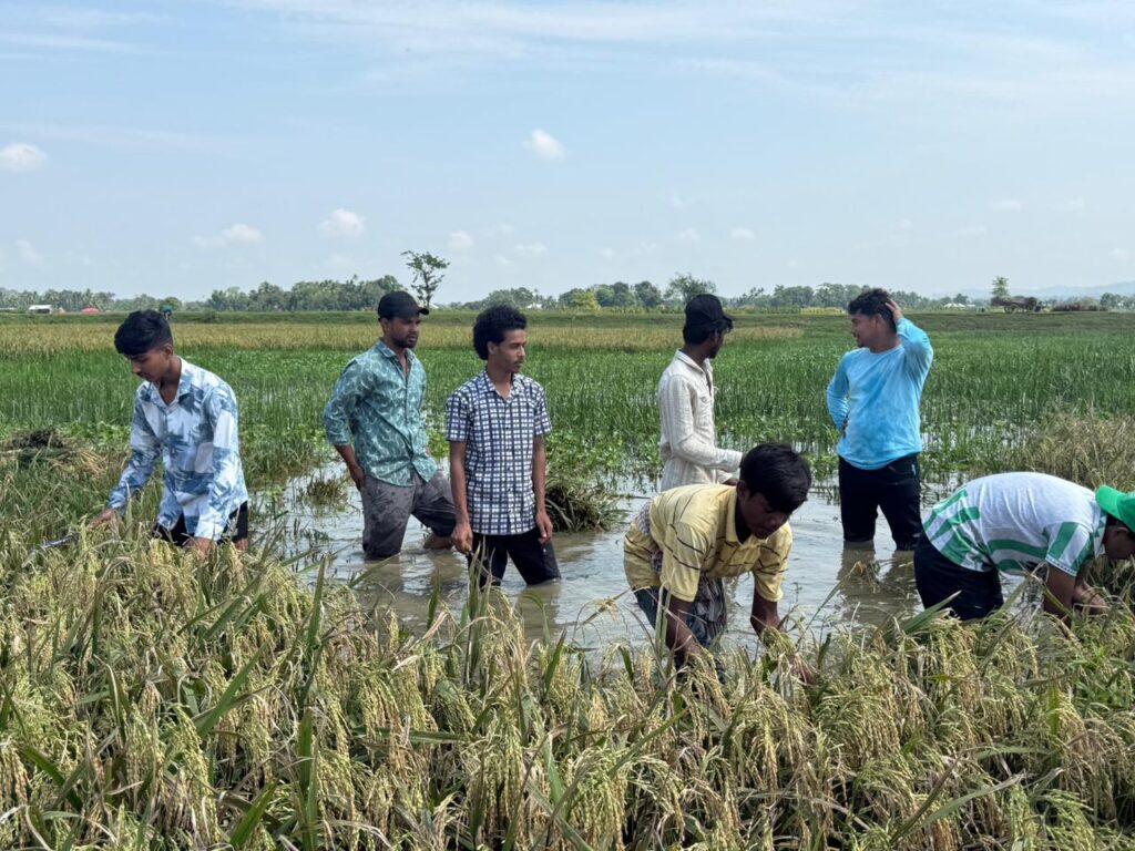 বাঘাইছড়িতে কৃষকের ধান কেটে ঘরে তুললেন ছাত্রদলের নেতাকর্মীরা