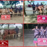 চাঁপাইনবাবগঞ্জ সীমান্তে বিজিবির পৃথক অভিযানে ভারতীয় মদ ও ১৪ গরু জব্দ