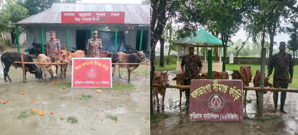 কুড়িগ্রাম সীমান্তে বিজিবির অভিযানে ১৪টি ভারতীয় গরু ও কসমেটিকস জব্দ