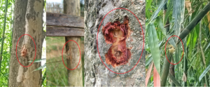 পানছড়িতে ইউপিডিএফ-জেএসএস সন্ত্রাসীদের ব্যাপক গোলাগুলি, ২৬ রাউন্ড খালি কার্টিজ উদ্ধার