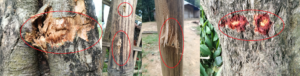 পানছড়িতে ইউপিডিএফ-জেএসএস সন্ত্রাসীদের ব্যাপক গোলাগুলি, ২৬ রাউন্ড খালি কার্টিজ উদ্ধার