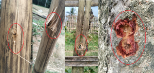 পানছড়িতে ইউপিডিএফ-জেএসএস সন্ত্রাসীদের ব্যাপক গোলাগুলি, ২৬ রাউন্ড খালি কার্টিজ উদ্ধার