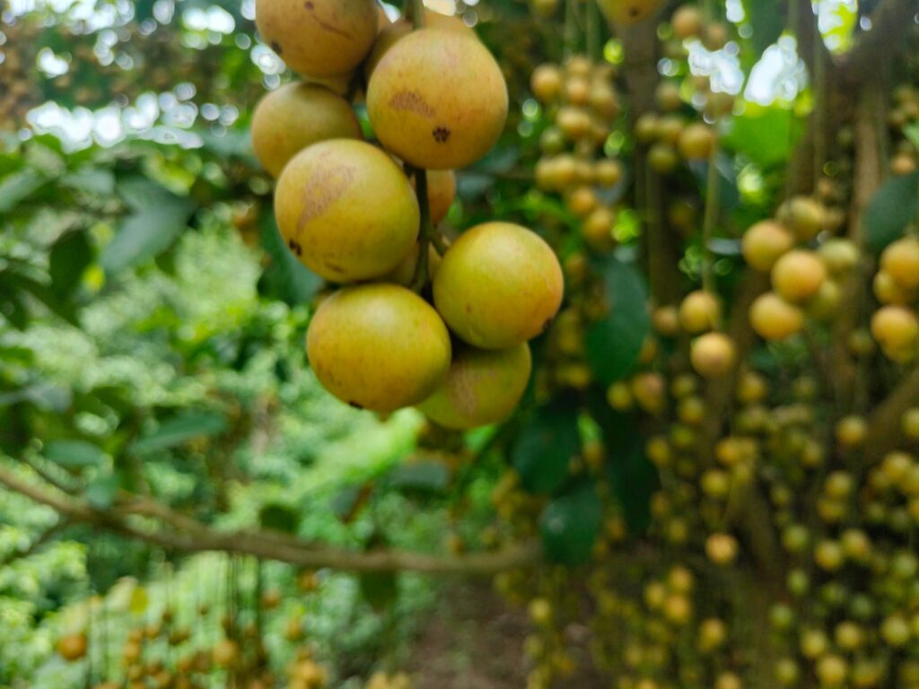 পাহাড়ের বুকে সবুজ স্বপ্ন: খাগড়াছড়ির মাটিরাঙ্গায় বাণিজ্যিক লটকন চাষে নতুন দিগন্ত
