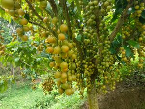 পাহাড়ের বুকে সবুজ স্বপ্ন: খাগড়াছড়ির মাটিরাঙ্গায় বাণিজ্যিক লটকন চাষে নতুন দিগন্ত