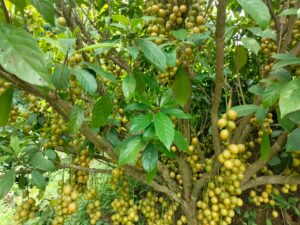 পাহাড়ের বুকে সবুজ স্বপ্ন: খাগড়াছড়ির মাটিরাঙ্গায় বাণিজ্যিক লটকন চাষে নতুন দিগন্ত