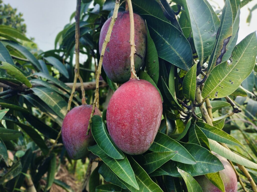 পাহাড়ে আম চাষে সম্ভাবনার নতুন দিগন্ত: মাটিরাঙ্গায় বিদেশি জাতের আম বাগানে বাণিজ্যিক সাফল্য