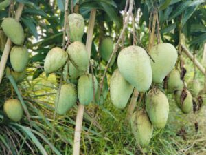 পাহাড়ে আম চাষে সম্ভাবনার নতুন দিগন্ত: মাটিরাঙ্গায় বিদেশি জাতের আম বাগানে বাণিজ্যিক সাফল্য