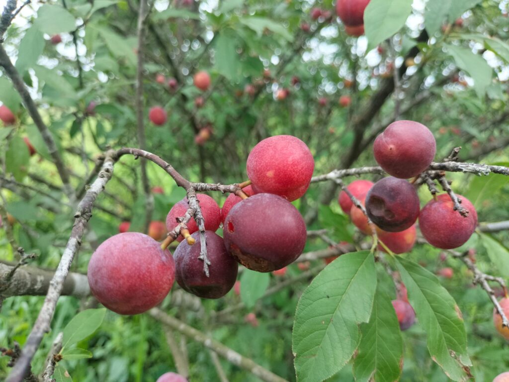 মাটিরাঙ্গায় আলুবোখারার সফল পরীক্ষামূলক চাষ, বদলাচ্ছে পাহাড়ের কৃষি চিত্র