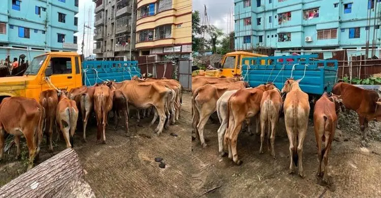 চট্টগ্রামের মিরসরাই সীমান্তে ১৯ ভারতীয় গরুসহ আটক ৪ চোরাকারবারি