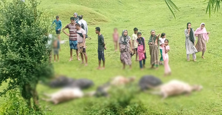 মৌলভীবাজারে বজ্রপাতে একসঙ্গে ১৩ গরুর মৃত্যু, দিশেহারা মালিকরা